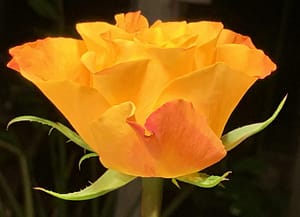 No-Haiku: Schrei nach Liebe img 5470