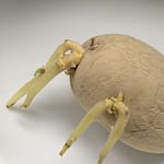 Kochversager Osswald, eine Satire Osswald gilt als Kochversager. Aber darf man so etwas Schönes überhaupt essen?