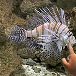 Vor allem Marzipan: Satire mit 3 Frauen Drei Frauen. Satire. Mopsmaschine.