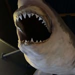 Gimme Shelter Gimme Shelter. Lyrik. RoBa.