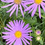 B. Traven enthüllt Klaus Krüger, Rezension B. Traven, RoBa