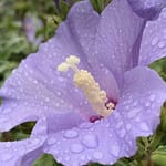 Botschaften des Glücks Botschaften des Glücks. Gedicht von Klaus Krüger auf der unvergleichlichen Mopsmaschine.org.