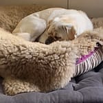 Satire: Wie man einen Mops macht Wie man einen Mops macht