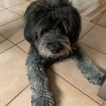 Osswald und die Familienhunde Osswald und die Familienhunde: Klar gehören Hunde zur Familie. Man hätte sonst deutlich weniger Spaß. Allerdings kann der Spaß umkippen.