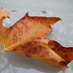 Fantastische Reise ins Feenland Rezension Mopsmaschine: Fantastische Reise ins Feenland