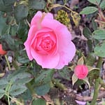 Sweetest little Thing* Sweetest Little Thing (Chicken Shack): Die Süße meines Lebens ist verblasst, die Regenwand der Zeit hat sie ausgewaschen. Die Erinnerung bleibt.