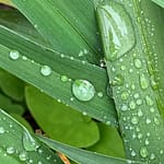 Nie berührt Wenn der Regen das Gesicht zerbeißt, wenn Verlieren zur Sucht wird, hat die Liebe es schwer. Was bleibt, ist der löchrige Mantel.