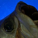 Sieben schwarze Jahre Das Glück will nicht kommen. Schlimmer, es zerschellt an der Wand. Bleibt nur noch das Pech, und das hat sein Bleiben für die nächsten Jahre angekündigt.