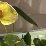 I put a spell on you Lügen. Nur Lügen. Vor sich selbst. Vor dem anderen. Ohne funktioniert keine Beziehung. Aber mit auch nicht. Und wer in dem Spiel verliert, das ist klar.