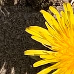 Prachtweib Wir suchen den anderen in unseren Träumen und in dieser schlechten Welt. Wir sind enttäuscht, weil wir ihn nicht finden. Dabei ruht der andere in uns.