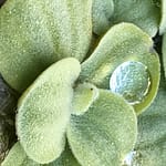 Staub im Wind Das Leben ist eine kurze Angelegenheit. Es rast an uns vorbei. Dein Leben ist Staub im Wind, aber deine Seele ein Engel auf Durchreise. Das mag uns trösten.