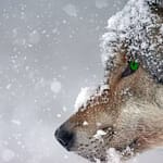 Wolf der Herzen Der Wolf zieht einsam durch den Schnee, ich folge seiner Spur. Darf ich den Wolf lieben? Blutiges Fleisch im Schnee. Foto: Schäferle / Pixabay