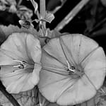 Schwarze Blumen Die Königin des Herzens zieht sich zurück, die Liebe stirbt. Zeit zu gehen, aber nicht ohne ein Geschenk: schwarze Blumen.