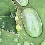 Ein Moment für dich Irgendwo auf dem Weg ging der Frieden verloren. Aber er ist da, Du musst ihn nur finden. Ich schenke Dir ein kleines Bild des Friedens, möge es Dir wohl tun.