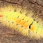 Schmetterling Du bist nur ein Hauch, flatterst an mir und meinem Leben vorbei wie ein Schmetterling. Wir finden nicht zueinander, und doch beschenkst Du mich.