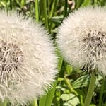 Auch wenn Du es nicht verstehst Habe Mut. Auch, wenn das Leben uns traurig stimmt, wenn es so aussieht, als werde alles immer nur schlechter, Du kannst Dir selbst helfen. Und Du darfst auf Gott vertrauen.