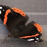 Vermächtnis Mehr als Wörter habe ich nicht, die gebe ich Dir mit, bunter Schmetterling. Du flatterst damit von Blüte zu Blüte, von Liebe zu Liebe.