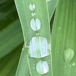 Dead Flowers and Guns Über Blumenwiesen Gedichte schreiben, während der Krieg die Menschen frisst. Das ist schwer und geht nur, wenn man verliebt ist.
