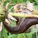 Trost des Regens Regen streichelt mein Gemüt und schenkt mir ein Zuversicht. Aber nur für kurze Zeit, dann wirst Du mir sagen, dass unsre Liebe keine Zukunft hat.