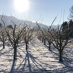 Augen aus Eis Wenn die Liebe erfriert, muss nicht der Winter daran Schuld sein. Der ist nur Dein Handlanger, wie ich es war. Doch jetzt bin ich frei.