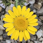 Schlafeslust Gedicht: Der Schlaf lässt Dich in einem vertrauten, fremden Land wandern. Du siehst Vertrautes, Fremdes und lebst Dein wahres Leben. Du bist dann ein anderer Mensch.