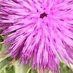 Gedicht: Mit Wörtern beeindrucke ich selten. Nicht die Lemminge in den Anzügen, nicht Dich. Du verharrst in Deiner Austernschale.