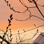 Letzter Wunsch Gedicht: Unsre Liebe ist tot, aber ich trage meine Lieder trotzig vor. Der Wind reißt sie weg und verteilt ihre Fetzen. Eine Krähe füttert ihre Brut damit.