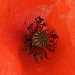 Madre Dolcissima Gedicht: Ein Foto aus Deiner Jugend offenbart Deine ganze Süße, Mutter. Mit Deinem Gesicht, Deinen Augen hast Du die Männer verzückt. Und das war das Problem.