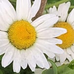 Forgotten Days Gedicht: Lost a lot, even almost everything. But the most bitter thing: I lost you in the battle of love. And I've chosen away GOD in the madness of my laughter.