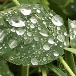 Das Leben ist ein Krokodil Gedicht: Wenn Dich nur der Regen liebt, sonst nichts, wenn das Leben ein bissiges Krokodil ist, scheint eines gewiss: Die Liebe ist vorbei.