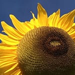 Ungeträumt Gedicht: Manchmal bleibt die Liebe ungeträumt. Das schmerzt, ist aber nicht zu ändern. Auch ein wir nicht zusammenkommen, wer weiß, wozu das gut ist.