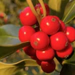 Didn’t I think of you Gedicht: Ist nach 35 Jahren, heimlich, die Liebe noch da? Müsste da nicht mehr passieren, um sie wieder zu entfachen? Als eine nichtssagende Mail...