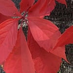 Gedicht: Was nützt die Liebe, wenn um Dich nur Ruinen sind, wo Du hinschaust, und der andere dich missachtet und dich behandelt, als sei er ein Geist.