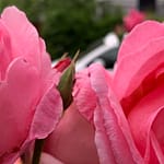 Etwas heilt Gedicht: Ein Lächeln bedeutet so viel. Es kann trösten, beflügeln und eine verschüttete Liebe wieder beleben. Wir sollten häufiger ein Lächeln verschenken.