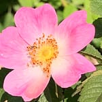 Gedicht: Opfern wir uns? Opfern wir unsere Liebe? Oder opfern wir unsere Herzen der Welt? Die Frage ist: Sehen wir das Licht? Oder sehen wir es nicht?