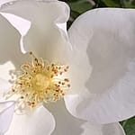 No-Haiku: Glück des Alters Gedicht: Das Glück des Alters, was ist das? Geht das überhaupt? Sind es Rosen, gelbe Rosen gar? Könnte sein, aber was ist mit dem Wintersturm?