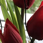 no-Haiku: Tulpen Gedicht: Kalter Regen ist lästig und kann einem die Laune verderben. Doch wenn du plötzlich Blumen siehst, im Regen, etwa das tiefe Rot der Tulpen, ändert sich alles.