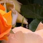 Gedicht: Die Liebe wächst Schritt für Schritt, die wir geduldig gehen. Das macht uns glücklich, die Vögel jubilieren und die Rosen duften. Das Glück ist ganz normal.