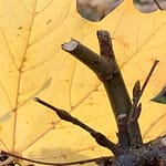 No-Haiku: Herbstlaub Gedicht: Im Weiß der Kirche liegt Tröstliches, sie zeigt ihre ganze Schönheit vor dem Herbstlaub. Der Kontrapunkt liegt in den Schatten.