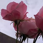 Will Dich Gedicht: Wenn Liebe eindeutig wird, nimmt sie uns in die Pflicht. Wir bekommen nur ihre Zuneigung und ihre Segnungen, wenn wir uns auf sie einlassen.