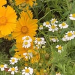 Gedicht: Liebe, sagt der alte Mann, ist nur eine Illusion. Oder eine Fehlschaltung im Gehirn. Liebe ist mehr, erwidere ich, Liebe schmerzt, wenn sie fehlt.