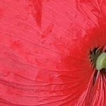 Gedicht: Die Liebe ist vieles, sie beflügelt uns, sie kann uns zerstören; jedenfalls, wenn sie falsch dosiert wird. Doch eines kann sie auch: wärmen in den Hallen des Todes.