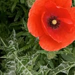 Gedicht: Kann Liebe alles? Uns wärmen im Leben? Und uns wärmen in den Hallen des Todes? Die Einsamkeit des Sterbens vertreiben? Liebe kann alles.