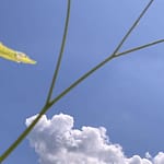 Gedicht: Ein blauer Himmel kann täuschen, er ist nicht immer Sinnbild für Frieden. Auch am blauen Himmel fliegen Drohnen. Und die sind brandgefährlich. Renne, Kind!