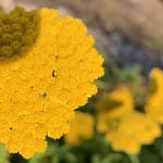 Gedicht: Tote Nachbarn sind lästig, auch, wenn sie noch leben und tot in ihrem totgepflegten Garten stehen. Aber das halte ich aus, solange du mich liebst.