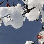 No-Haiku: Frost Gedicht: Manchmal sind wir ganz zufrieden mit unserem Leben, denken an nichts Böses. Es könnte so weitergehen. Doch plötzlich kommt alles anders.