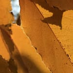 No-Haiku: Lustvoll Gedicht: Wer nicht aus dem Vollen lebt, verzockt seine Zeit. Sie kommt nicht zurück. Statt dessen kommt der Herbst, die Blätter fallen.