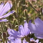 Gedicht: Sommer ist, liege auf Deinem Bett und träume von Dir. Die Sonne streichelt meine Sinne, so, wie ich Dich streichle. Das Leben könnte ewig so sein.