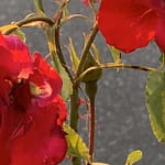 Wolfsaugen Gedicht: Leben wäre einfach, hätten wir Vertrauen. Alles geht leichter, wenn wir uns an er Hand nehmen. Stattdessen sehen wir Wolfsaugen beim Nachbarn.