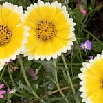 Gedicht: Die Süße verlässt uns im Herbst des Lebens, auch die süßen Erinnerungen an die eine Frau. Was bleibt, ist bitterer Rauch.